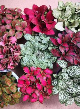 摆件盆栽绿植花卉网纹草厨房吸