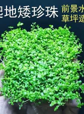 爬地草坪造景水草趴地草皮