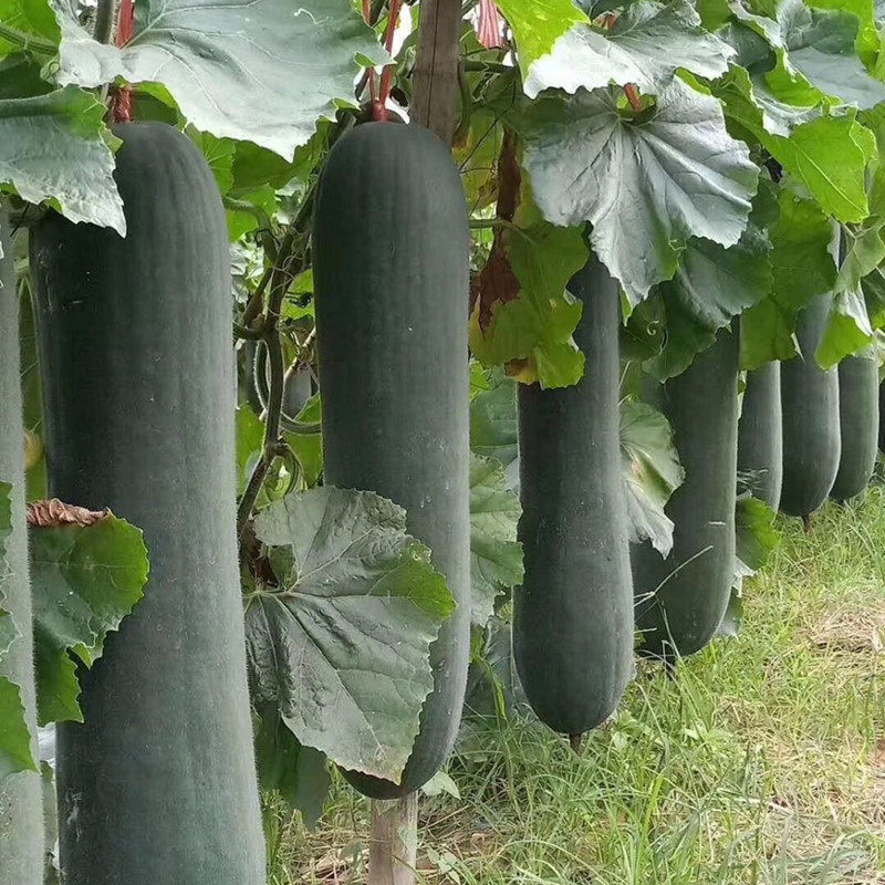 广东黑皮冬瓜种籽抗病高产有架
