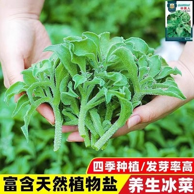 四季水晶冰菜种子籽种孑