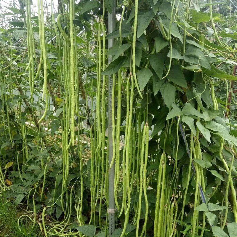 压塌架豇豆种籽高产中早熟抗病