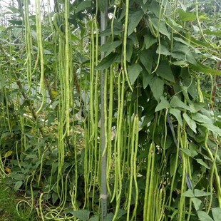 压塌架豇豆种籽高产长豆角中早熟抗病架豆种孑春秋季四季蔬菜种子
