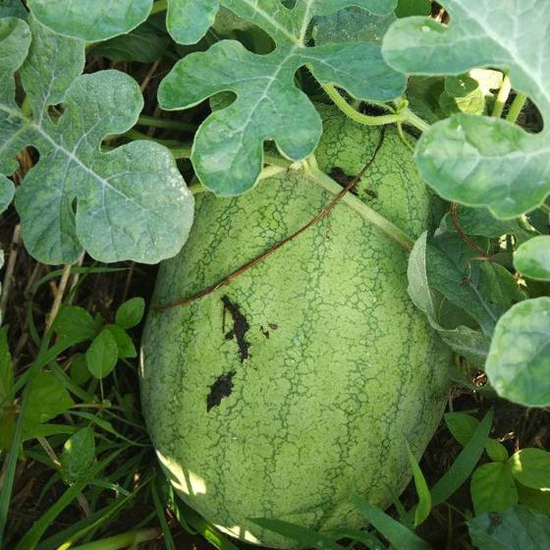 红宝西瓜种籽特大早熟四季