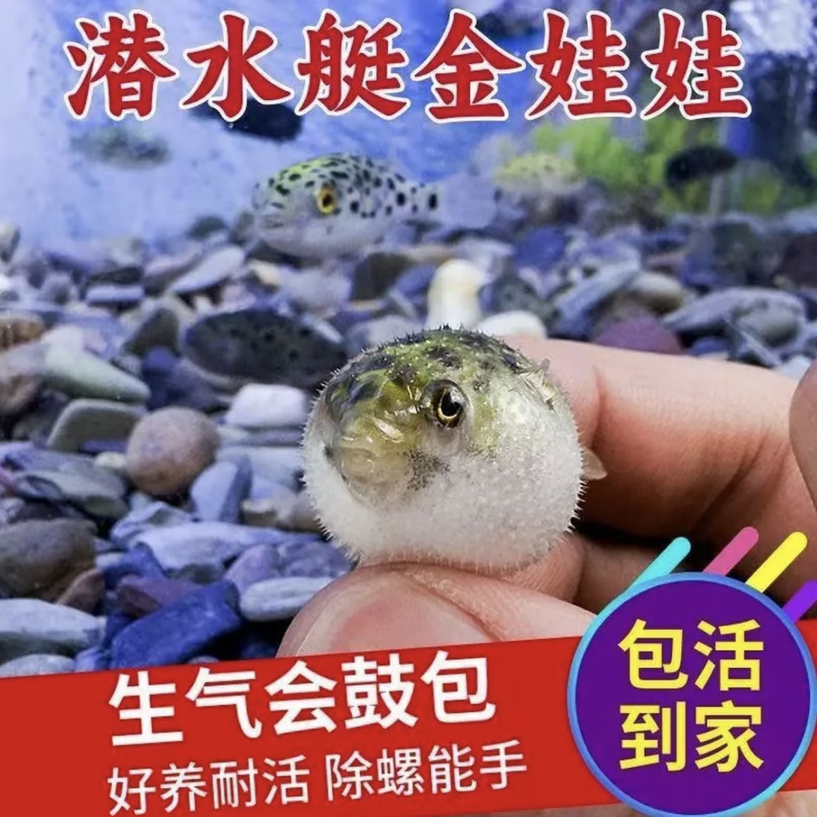河豚鱼观赏鱼会生气的鱼