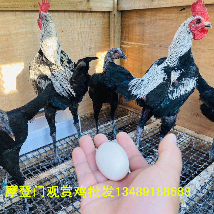 摩登门观赏鸡受精蛋小型斗鸡蛋小玲珑掌心鸡高脚种蛋受精卵可孵化