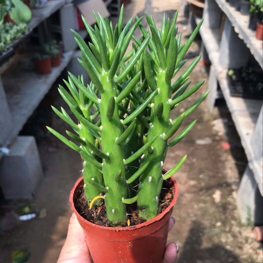 沙漠将军 花卉绿植盆栽 沙漠将军棒 瓷盆仙人掌 多肉植物