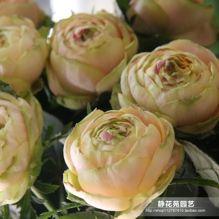 月季花苗 大苗    灌木月季 "浪漫太阳神 "多季节开会