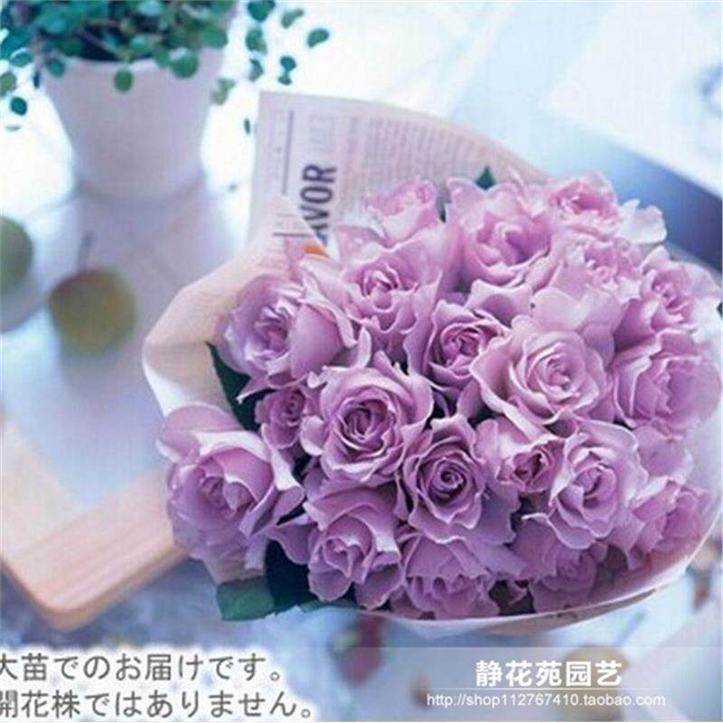 新品日本月季 紫色的爱( 朦胧紫)多花浓香