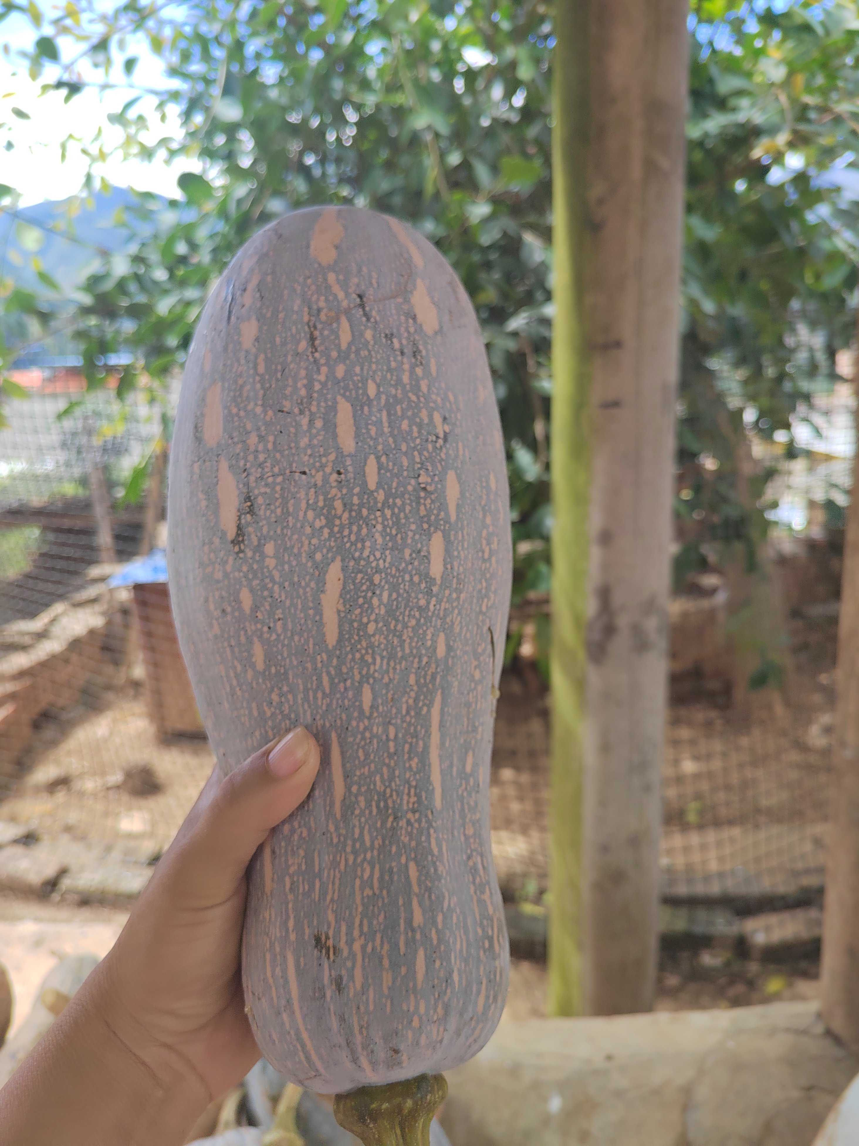 农家自种纯天然老瓜香瓜现摘现发新鲜皮薄肉厚煲汤煮粥宝宝辅食,传统滋补营养品,其他药食同源食品,淘宝优惠券,粉丝福利购,淘宝优惠卷