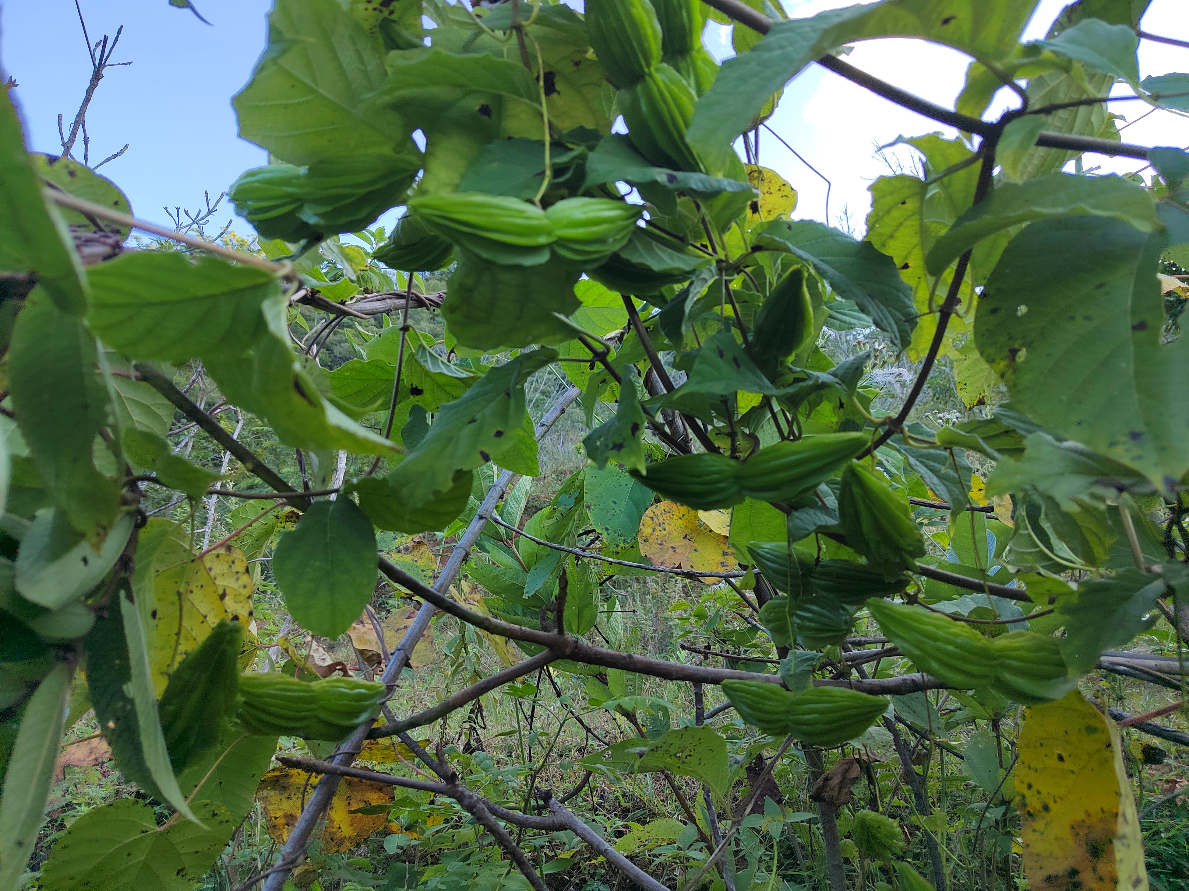 哀牢山土特产江边上的原生态情人果亲嘴果新鲜现采现发炒吃凉拌