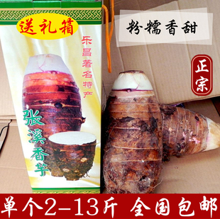 正宗炮弹芋头乐昌张溪香芋当季新鲜现挖大槟榔芋头粉毛芋广东特产
