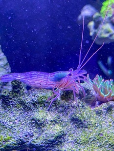 薄荷虾假绵羊虾黄点玻璃虾海缸生物清理鱼缸虾吃藻不伤珊瑚观赏虾