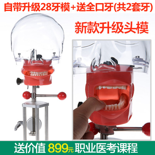 牙科材料口腔备牙模型器械工具离体牙备牙种植树脂牙简易仿真头模 - 封面