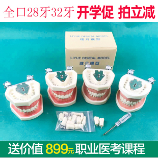 树脂牙口腔器械种植离体粒备牙牙模 牙齿模型 根管排龈开髓牙练习