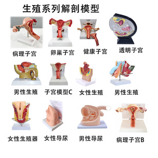 子宫模型人体解剖男女性盆腔生殖病理模导尿女性泌尿生殖系统卵巢