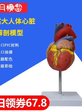 心脏模型教学解剖硅胶血管肾脏3d