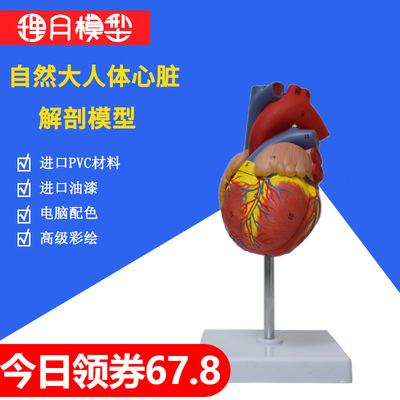 心脏模型教学解剖硅胶血管肾脏3d