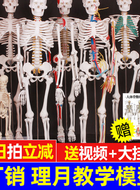 新款全身骨架可拆卸活动