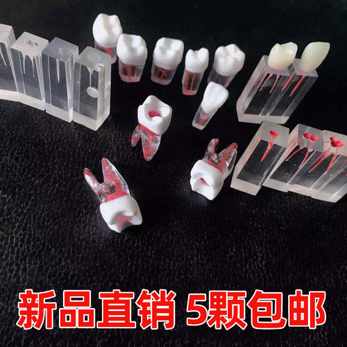 牙科材料根管牙带根管树脂带牙粒开髓腔牙髓考试离体牙专用牙 - 封面