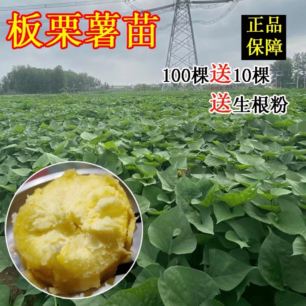 红薯苗板栗黄心秧济薯26藤蛋黄心包邮高产地瓜番薯原种脱毒种植藤