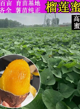 红薯苗榴莲蜜薯糖心丝滑番薯藤秧黄红种植高产脱毒100棵包邮进口