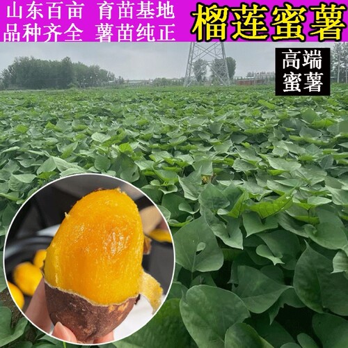 红薯苗榴莲蜜薯糖心丝滑番薯藤秧黄红种植高产脱毒100棵包邮进口