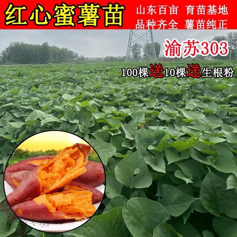 红薯苗渝苏303地瓜秧脱毒红心蜜薯藤原种糖心脱毒农科院番薯包邮