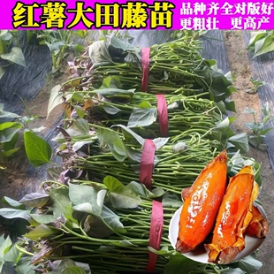 红薯苗蜜薯藤脱毒大田苗烟薯西瓜红板栗薯济薯26号冰淇淋地瓜秧