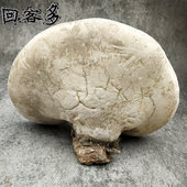 回客多长白山灵芝白灵芝整枝白桦树生长白灵芝东北特产500克