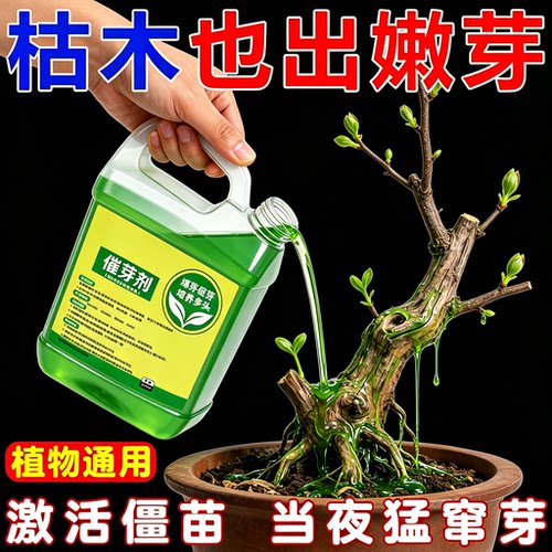 老桩催芽剂【解决植物不冒芽】