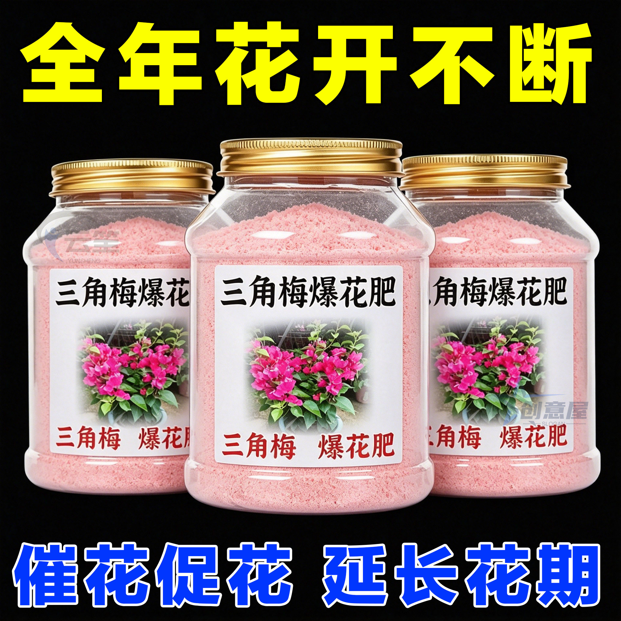 快速开花粉【三角梅爆花】爆满盆