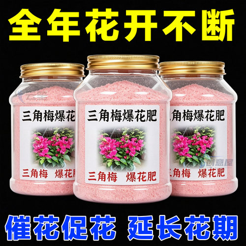 快速开花粉【三角梅爆花】爆满盆