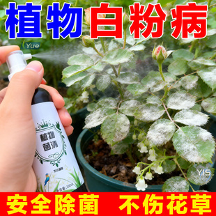 【高效】多菌灵杀菌通用花卉植物专用月季白粉病黑斑病锈病杀菌剂