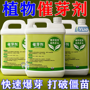 老桩催芽剂花卉营养液促芽僵苗快速发新芽防黄叶生根催芽绿植通用