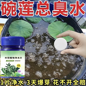 碗莲荷花净水片催芽睡莲开花