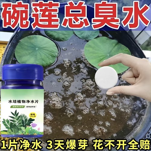 碗莲荷花净水片催芽睡莲开花