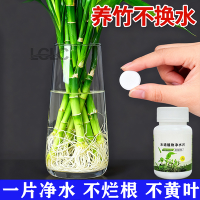 水净如镜净水片不臭水植物蹭蹭长