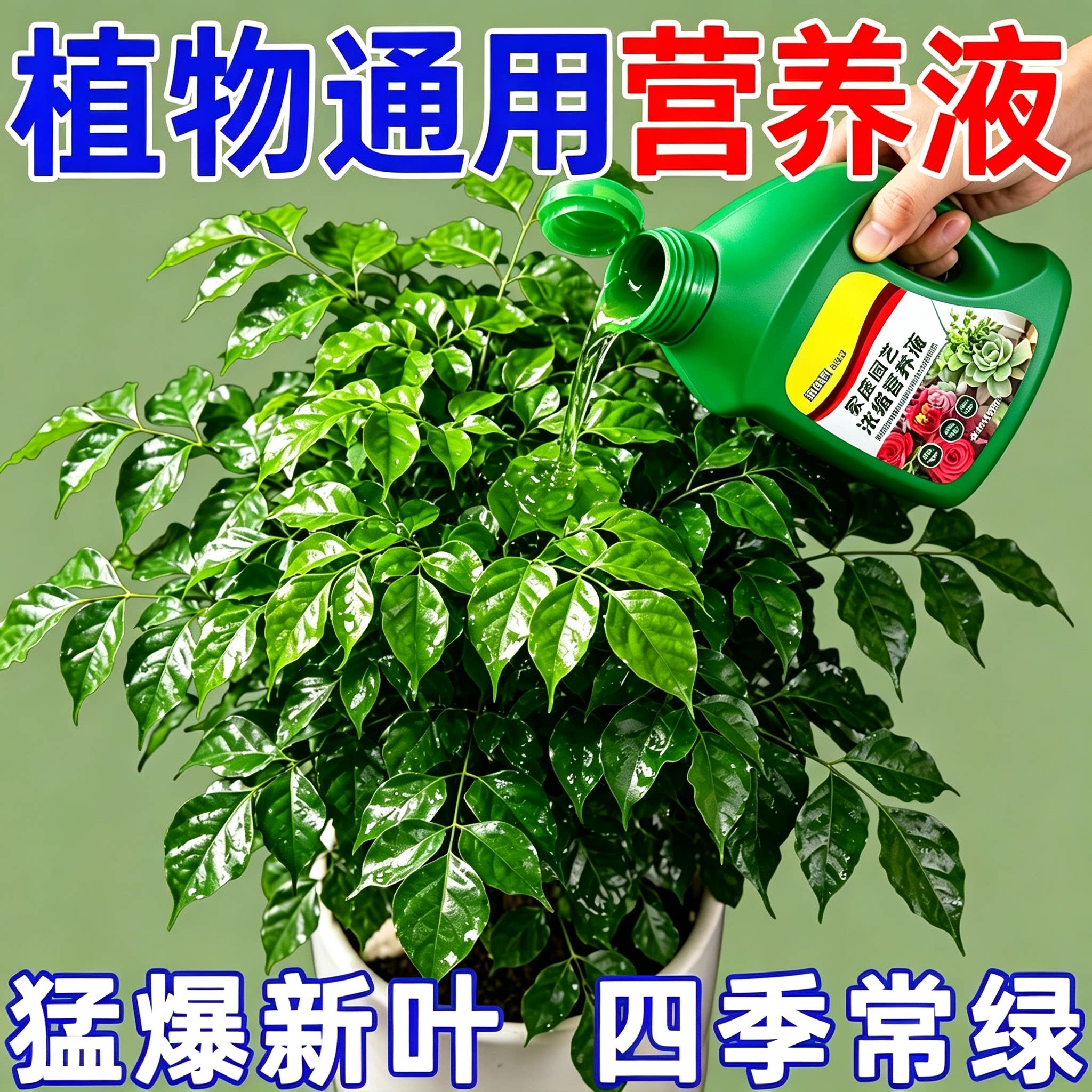 观叶植物营养液【壮根*绿叶】