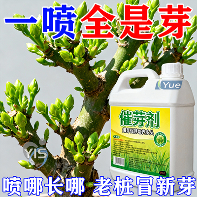 一喷狂爆芽【老桩干枯黄叶急救】