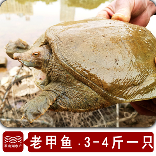 南昌军山湖老甲鱼3斤-4斤5年老鳖团鱼水鱼现货生态甲鱼顺丰鲜活