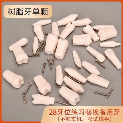 树脂牙 离体牙 口腔医院练手学习生道具模具牙髓单颗考试用假备牙