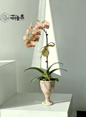 新中式人鱼尾陶瓷蝴蝶兰盆