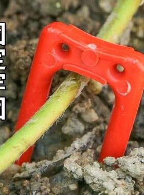 西瓜压蔓器草莓压苗叉育苗叉压苗叉大棚固定器藤蔓生根种植