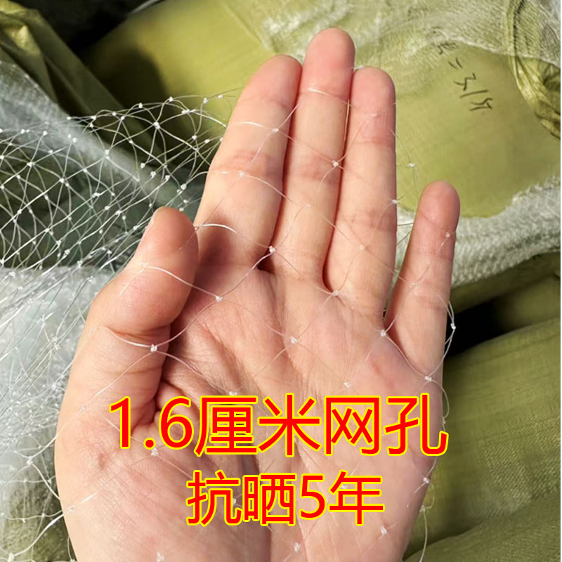 加粗防鸟网果树防鸟网农用防鸟果园用网天网果树防鸟罩阳台0.38线