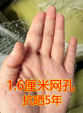 加粗防鸟网果树防鸟网农用防鸟果园用网天网果树防鸟罩阳台0.38线
