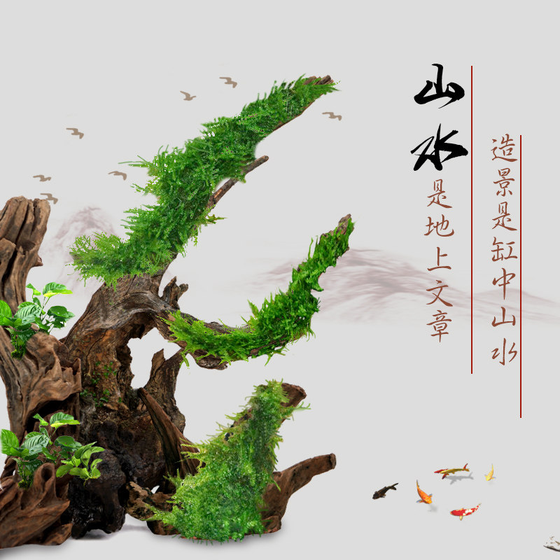 鱼缸造景沉木流木龙鱼缸七彩降酸调整ph值水草装饰底部纯平可直立