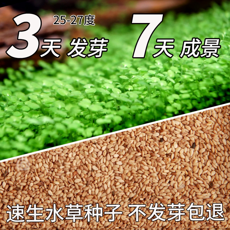 水草种子鱼缸造景草坪草种子对叶水草种子活体草籽迷你对叶免co2