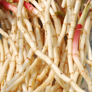 鱼腥草新鲜折耳根野蔬菜农家节儿折尔嫩根2斤装包邮四川贵州云南3