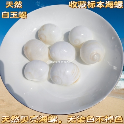 天然海螺贝壳 小豆丁寄居蟹替换壳 鱼缸水族装饰品摆件白色粉色