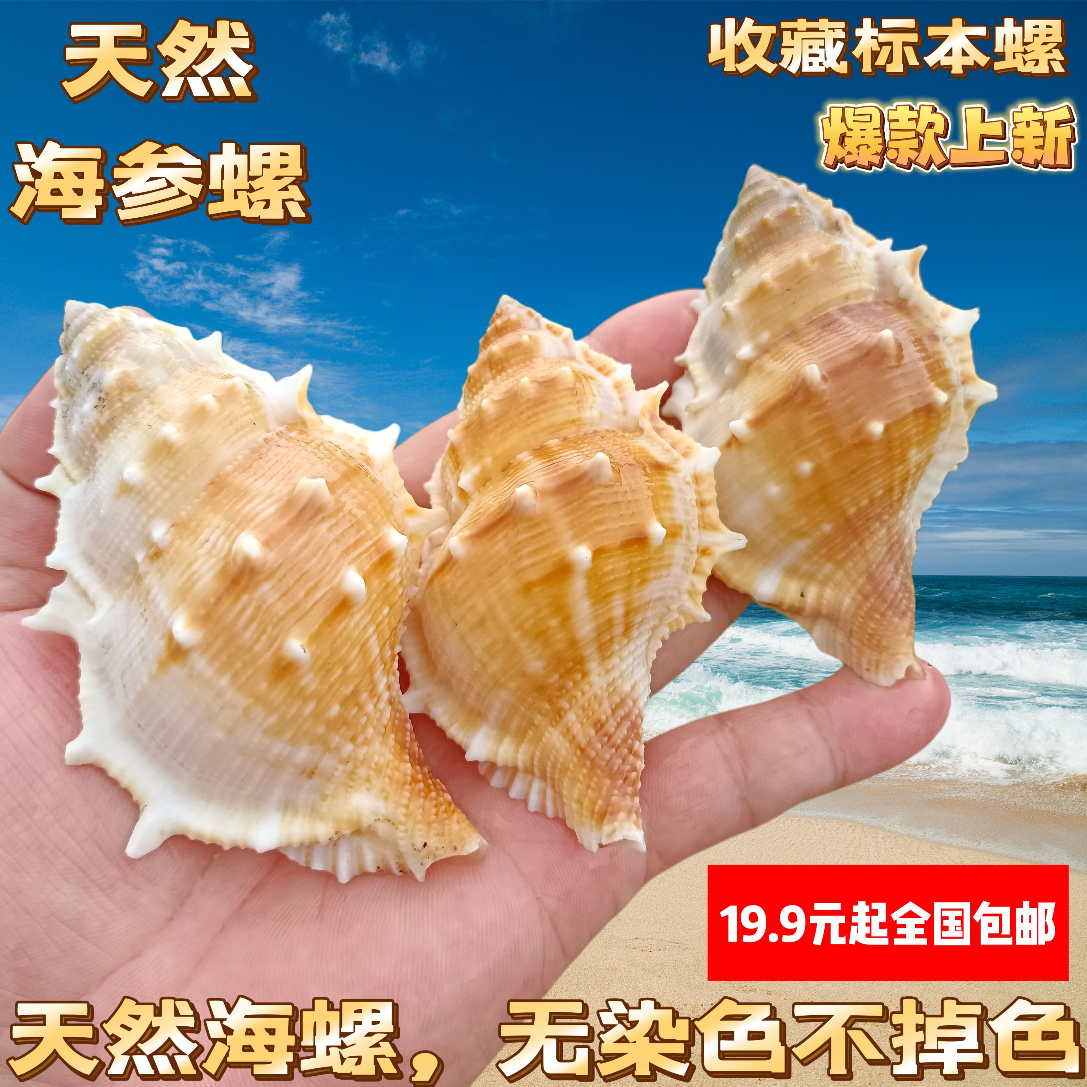 海参螺天然海螺贝壳鱼缸水族造景家居橱窗装饰摆件寄居蟹替换壳